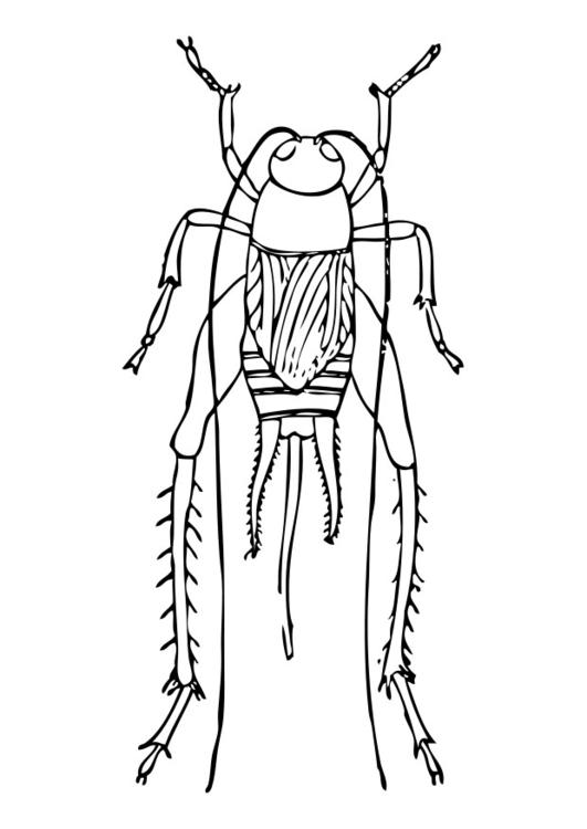 grilo 