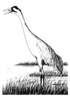 paginas-para-colorir grou