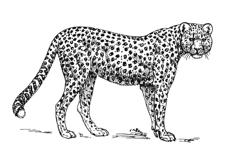 Página para colorir guepardo
