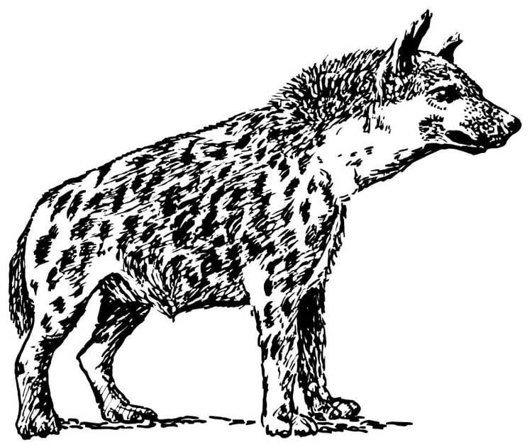 Página para colorir hiena 