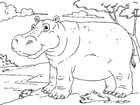 P�ginas para colorir hipopótamo 