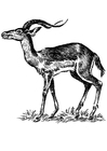 paginas-para-colorir impala 