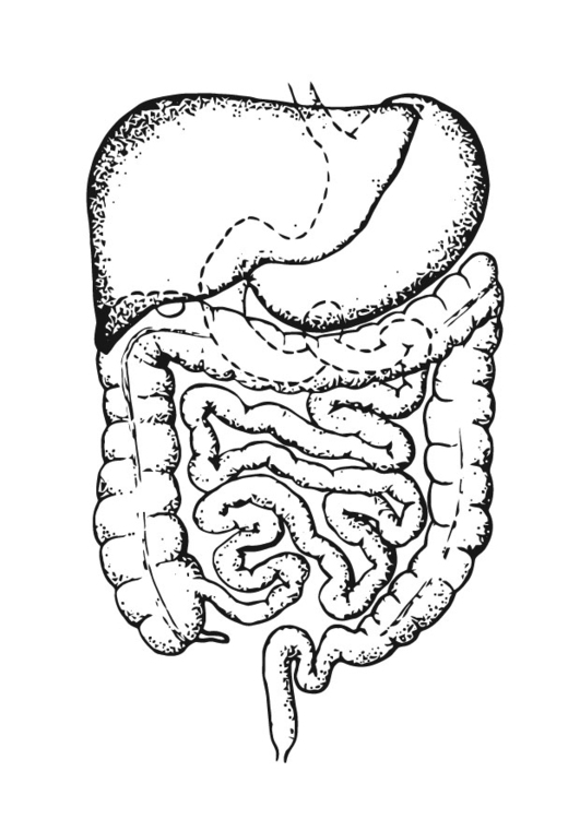 Página para colorir intestinos 