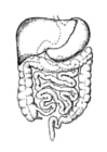 P�ginas para colorir intestinos 