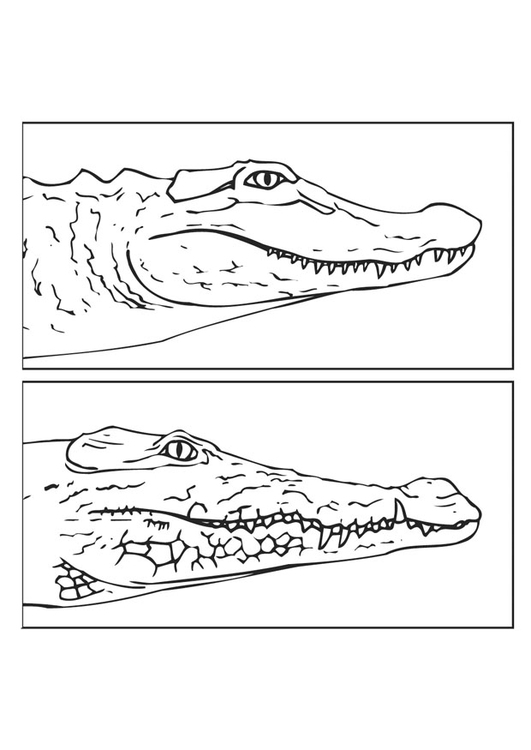 Página para colorir jacarÃ© - crocodilo