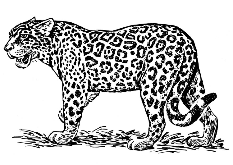 Página para colorir jaguar 