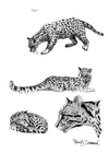 paginas-para-colorir jaguatirica 