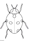 joaninha