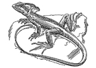 lagarto - basilisco 