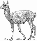 paginas-para-colorir Lhama 