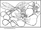 P�ginas para colorir libélula