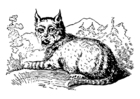 lince 