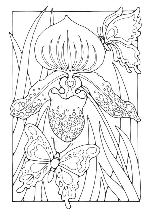 Página para colorir lÃ­rio com borboletas