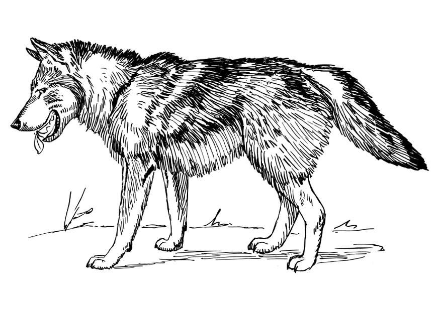 Desenhos para colorir de desenho de um lobo para colorir online  