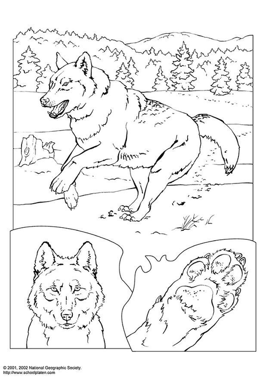 Página para colorir lobo