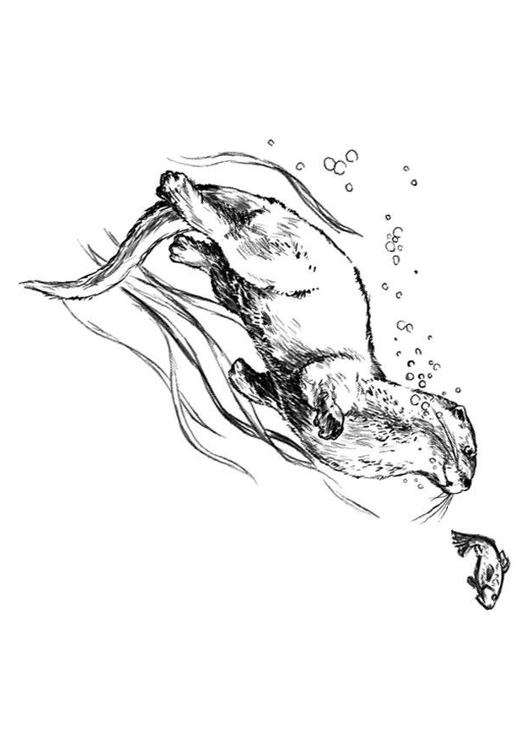 lontra