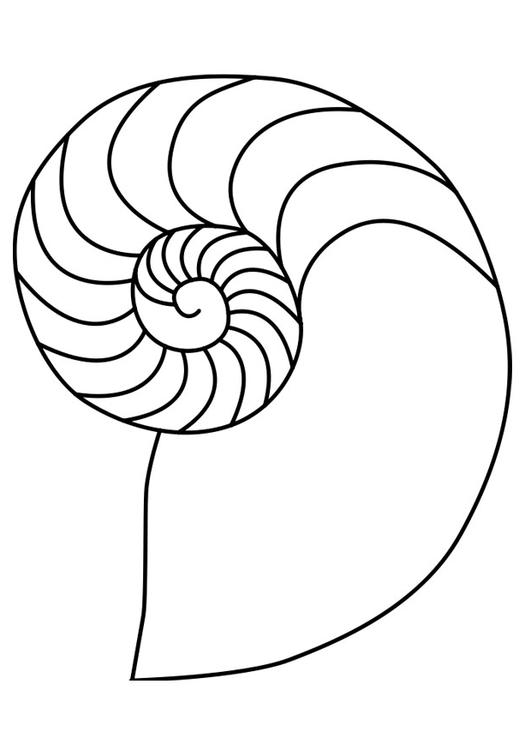 lula molusco nautilus