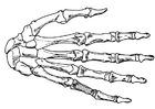 mãos - esqueleto 