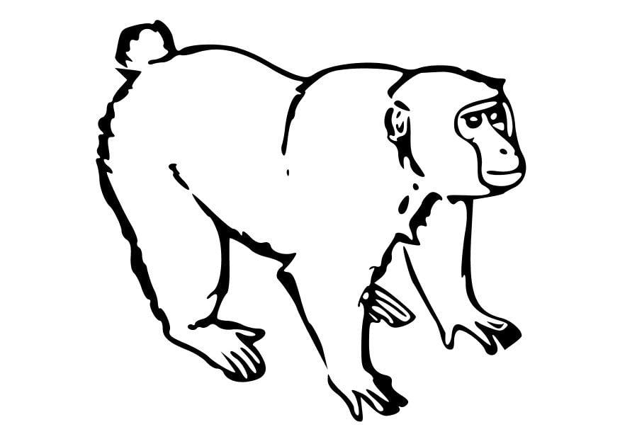 Página para colorir macaco