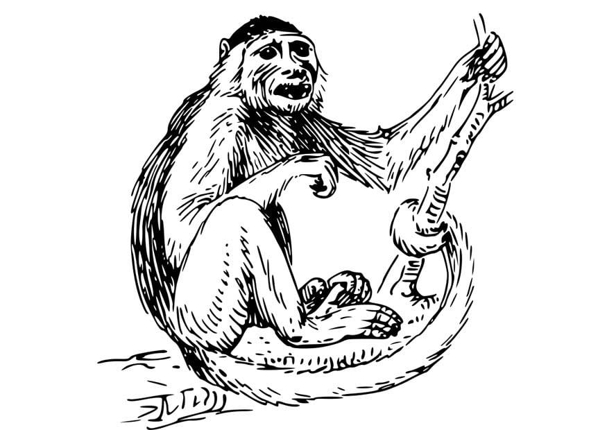 Desenho de Macaco-prego para colorir