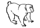 Desenho Para Colorir macaco - Imagens Grátis Para Imprimir - img 17524