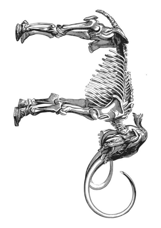 mamute esqueleto