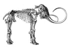 mamute esqueleto