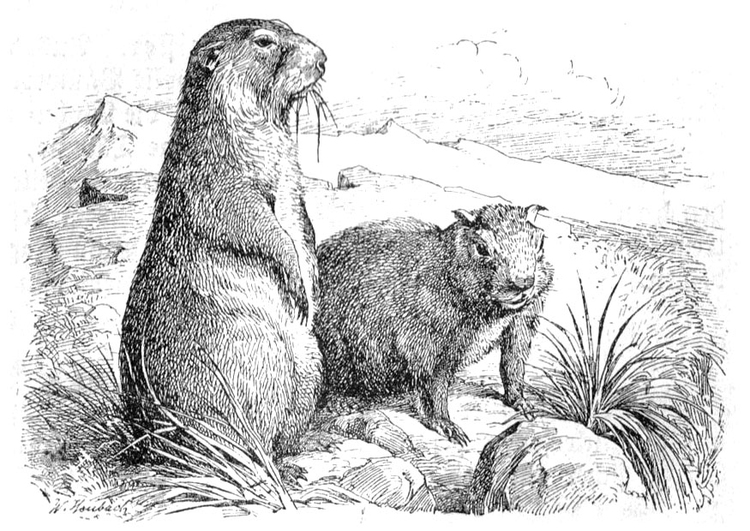 Página para colorir marmota