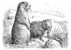 P�ginas para colorir marmota