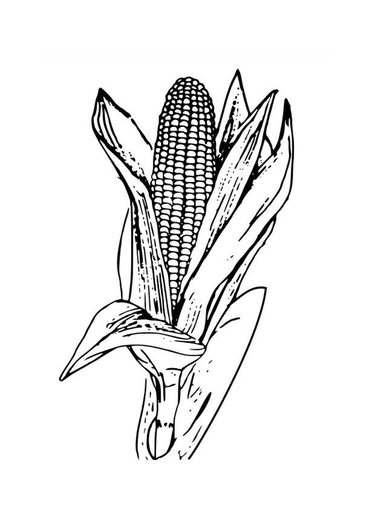 Página para colorir milho