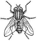 mosca 