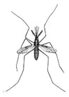 Página para colorir mosquito