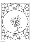 paginas-para-colorir myosotis