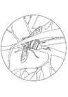 o abelharuco remove picada