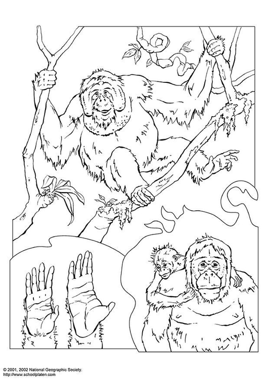 Página para colorir orangotango