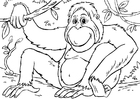 P�ginas para colorir orangotango 