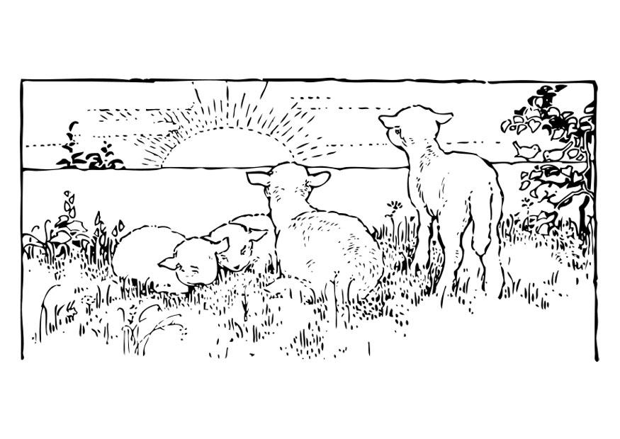 Página para colorir paisagem com ovelhas