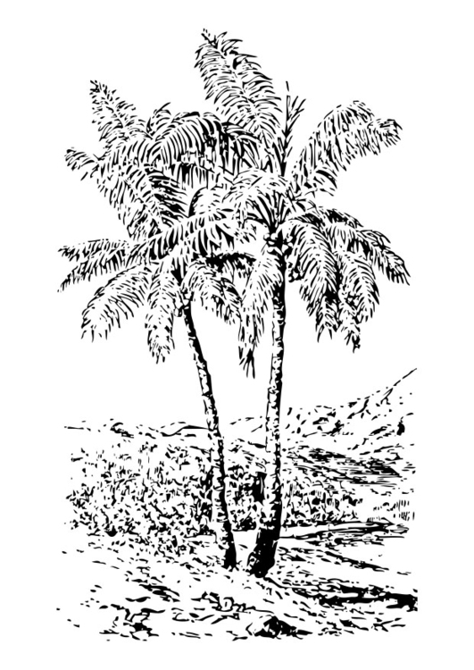 Página para colorir palmeira 