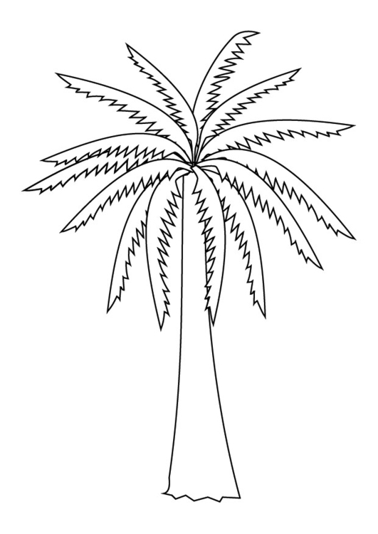 Página para colorir palmeira