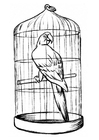 Página para colorir papagaio em uma gaiola 