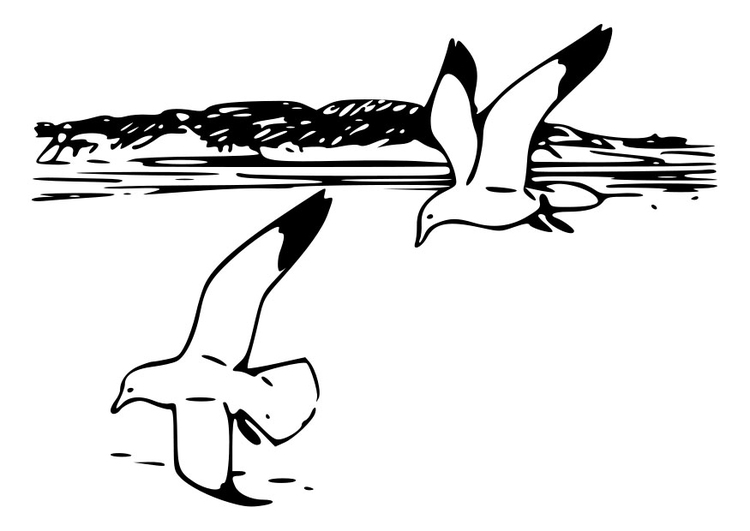 Página para colorir pÃ¡ssaros - gaivotas