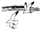 Página para colorir pÃ¡ssaros - gaivotas