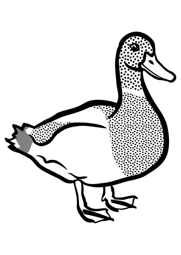 Página para colorir pato