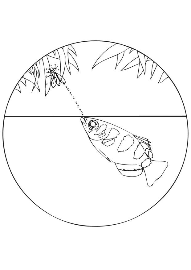 Página para colorir peixe arqueiro