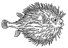 peixe - baiacu 