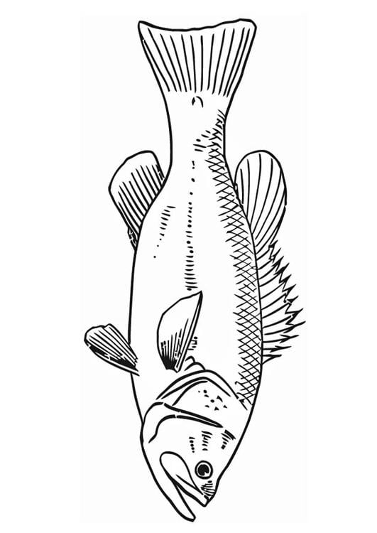 peixe