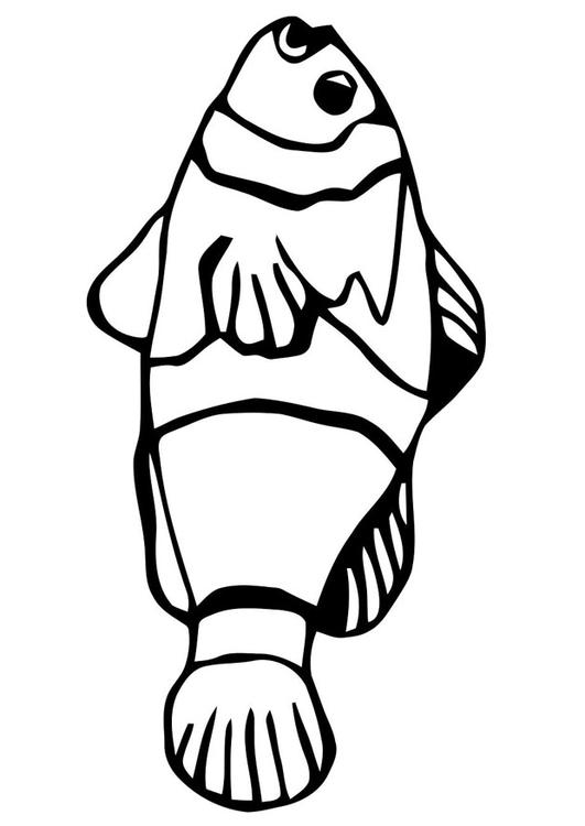 peixe - peixinho-dourado 