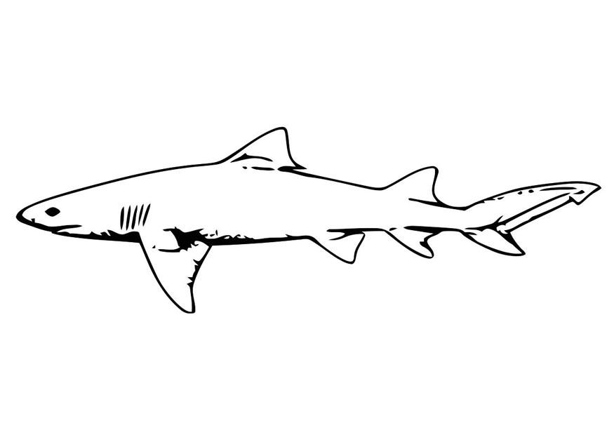 Página para colorir peixe - tubarÃ£o
