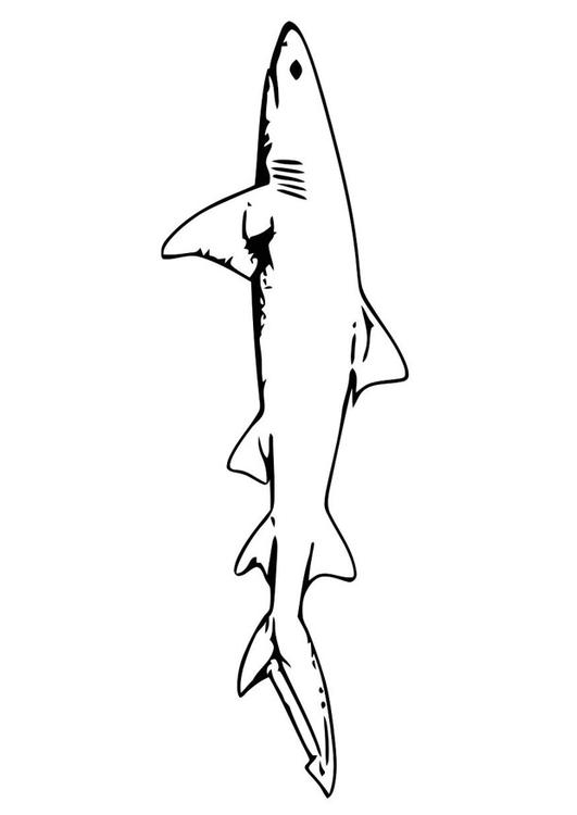 peixe - tubarÃ£o