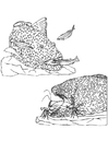peixinhos e camarões 
